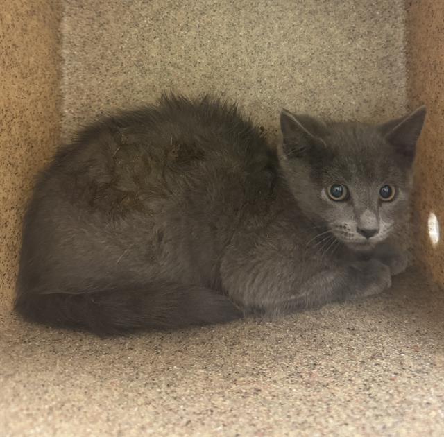 Shelter Stray Unknown Cat last seen Near BLOCK W DEERMEADOW CIR, 4522 W 3500 S, West Valley City, UT 84120, USA