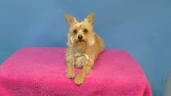 Shelter Stray Female Dog last seen , 216 W Victoria St, Gardena, CA 90248, USA