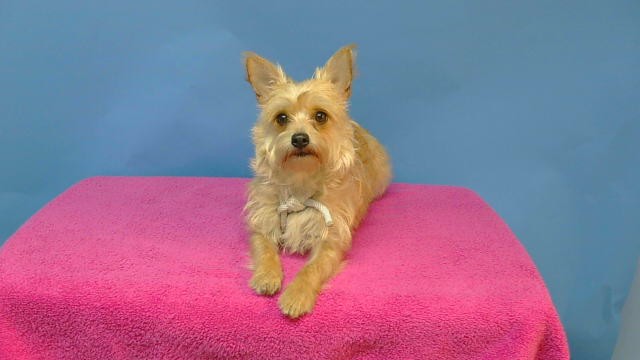 Shelter Stray Female Dog last seen , 216 W Victoria St, Gardena, CA 90248, USA