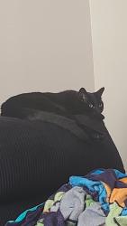 Reunited Male Cat last seen El dorado and highway 3, Webster, TX 77598