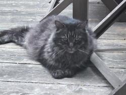 Reunited Unknown Cat last seen Ontario and sicard street, Montréal, QC H1V 1L1