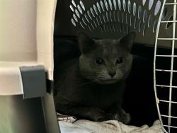 Shelter Stray Male Cat last seen DORCHESTER, 350 S Huntington Ave, Jamaica Plain, MA 02130, USA