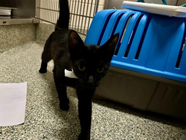 Shelter Stray Female Cat last seen BROOKLINE, 350 S Huntington Ave, Jamaica Plain, MA 02130, USA