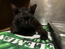 Shelter Stray Female Cat last seen BROOKLINE, 350 S Huntington Ave, Jamaica Plain, MA 02130, USA