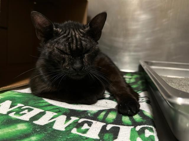 Shelter Stray Female Cat last seen BROOKLINE, 350 S Huntington Ave, Jamaica Plain, MA 02130, USA