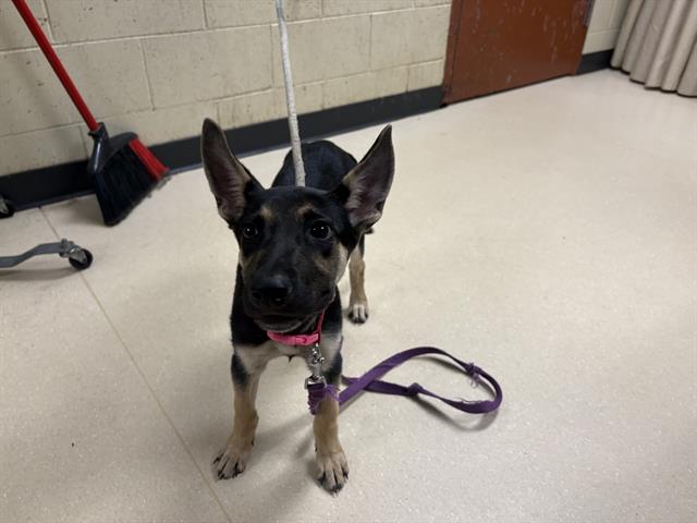 Shelter Stray Female Dog last seen Near BLOCK N 39TH ST, 3839 W Burnham St, West Milwaukee, WI 53215, USA