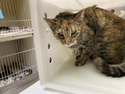 Shelter Stray Female Cat last seen Near BLOCK S 28TH ST, 3839 W Burnham St, West Milwaukee, WI 53215, USA