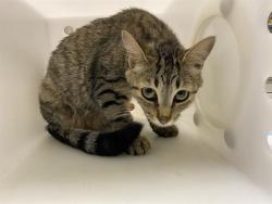Shelter Stray Female Cat last seen Near BLOCK MINNESOTA AVE, 3839 W Burnham St, West Milwaukee, WI 53215, USA