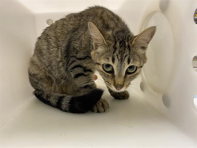 Shelter Stray Female Cat last seen Near BLOCK MINNESOTA AVE, 3839 W Burnham St, West Milwaukee, WI 53215, USA