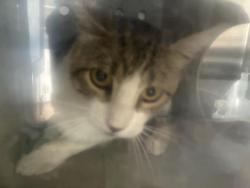 Shelter Stray Male Cat last seen Near BLOCK WRIGLEY, 227 N D St, Perris, CA 92570, USA