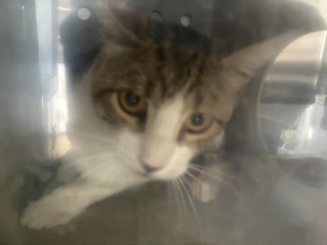 Shelter Stray Male Cat last seen Near BLOCK WRIGLEY, 227 N D St, Perris, CA 92570, USA