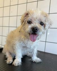 Shelter Stray Female Dog last seen , 11258 Garfield Ave, Downey, CA 90242, USA