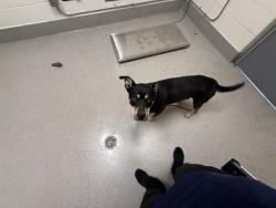 Shelter Stray Male Dog last seen EDGEWOOD & LIVE OAK LN, 11232 B Ave, Auburn, CA 95603, USA