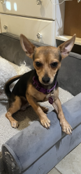 Found/Stray Male Dog last seen 55th ave and McDowell, Glendale, AZ 85304