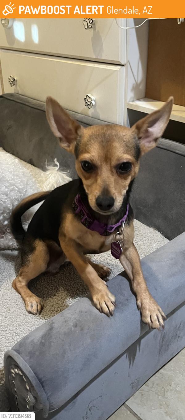 Found/Stray Male Dog last seen 55th ave and McDowell, Glendale, AZ 85304
