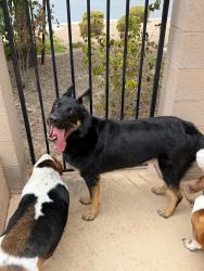 Found/Stray Male Dog last seen North las vegas Nellis area, North Las Vegas, NV 89030