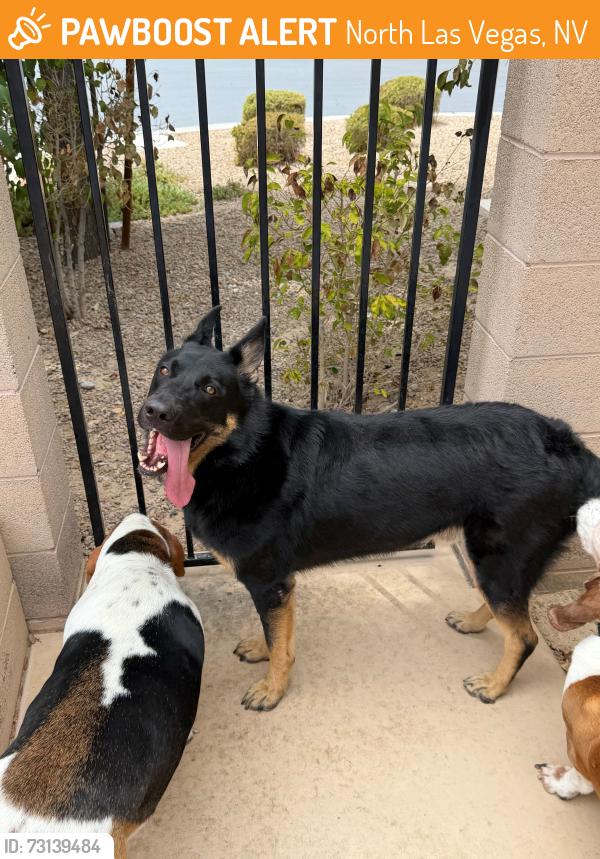 Found/Stray Male Dog last seen North las vegas Nellis area, North Las Vegas, NV 89030