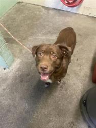 Shelter Stray Male Dog last seen MEADOWVIEW RD & FREEPORT BLVD, 2127 Front St, Sacramento, CA 95818, USA