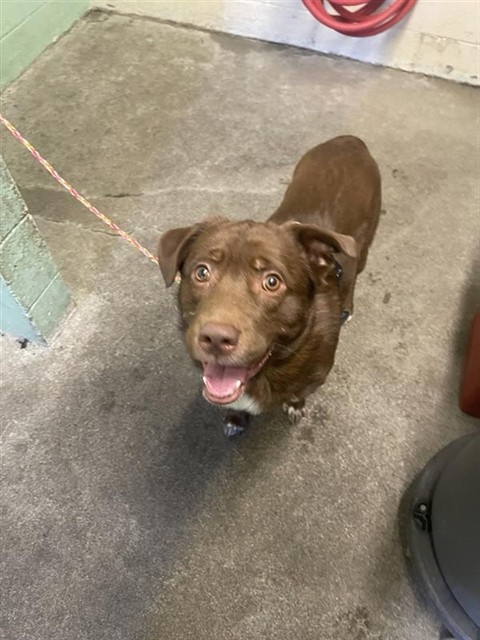 Shelter Stray Male Dog last seen MEADOWVIEW RD & FREEPORT BLVD, 2127 Front St, Sacramento, CA 95818, USA