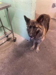 Shelter Stray Female Dog last seen MARTY WAY & LARKIN WAY, 2127 Front St, Sacramento, CA 95818, USA