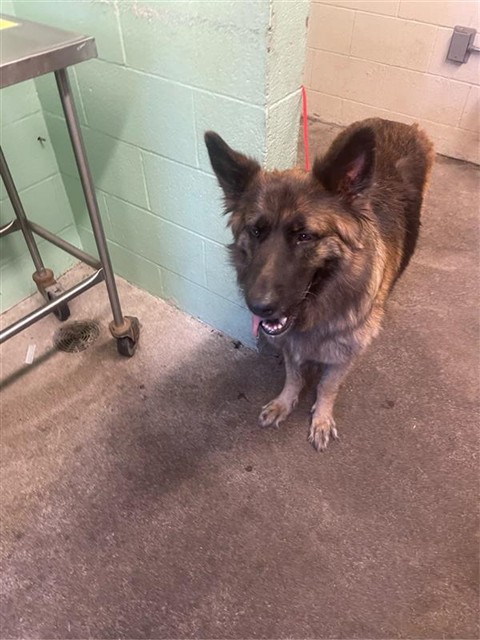 Shelter Stray Female Dog last seen MARTY WAY & LARKIN WAY, 2127 Front St, Sacramento, CA 95818, USA