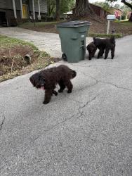 Reunited Unknown Dog last seen Dug Gap Road, Dalton, GA 30720