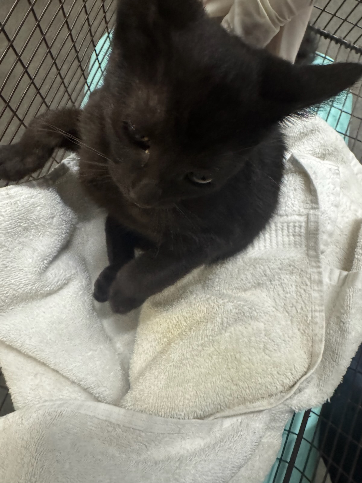 Shelter Stray Female Cat last seen , 1850 W 60th St, Los Angeles, CA 90047, USA