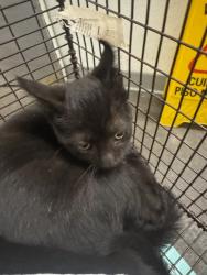 Shelter Stray Male Cat last seen , 1850 W 60th St, Los Angeles, CA 90047, USA