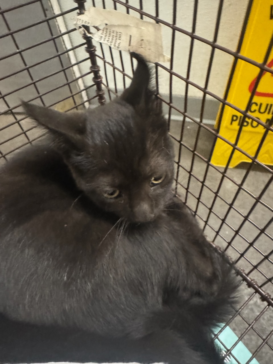 Shelter Stray Male Cat last seen , 1850 W 60th St, Los Angeles, CA 90047, USA