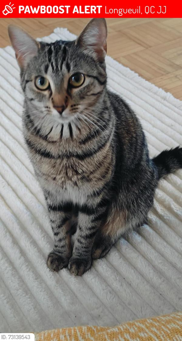 Lost Female Cat last seen Longueuil, Longueuil, QC J4J
