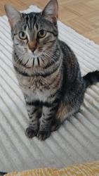 Lost Female Cat last seen Longueuil, Longueuil, QC J4J
