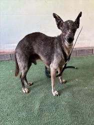 Shelter Stray Male Dog last seen , 4275 Elton St, Baldwin Park, CA 91706, USA