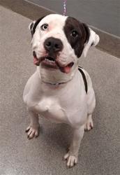 Shelter Stray Male Dog last seen Near BLOCK FOREMASTER LN, 655 N Mojave Rd, Las Vegas, NV 89101, USA