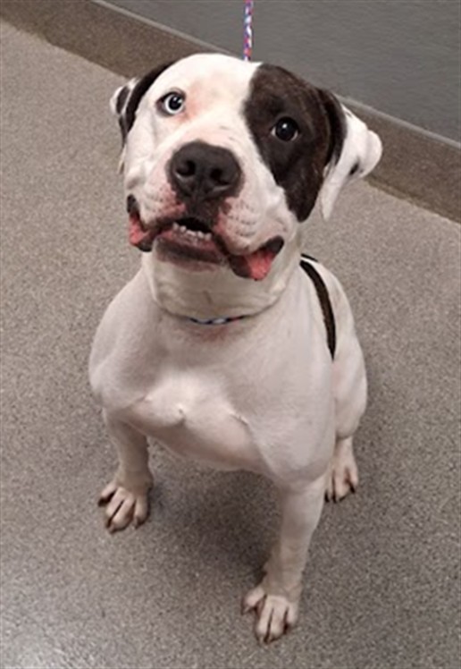 Shelter Stray Male Dog last seen Near BLOCK FOREMASTER LN, 655 N Mojave Rd, Las Vegas, NV 89101, USA