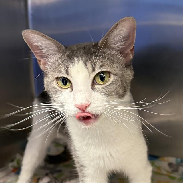 Shelter Stray Female Cat last seen Near BLOCK N NELLIS BLVD, LAS VEGAS NV 89115, 655 N Mojave Rd, Las Vegas, NV 89101, USA