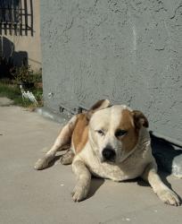 Lost Male Dog last seen By 1408 S Mayo Ave, Compton, CA 90221