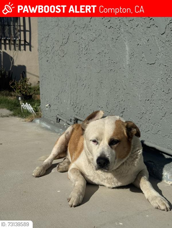Lost Male Dog last seen By 1408 S Mayo Ave, Compton, CA 90221