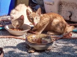 Found/Stray Female Cat last seen Twillman Ave, Spanish Lake, MO 63138