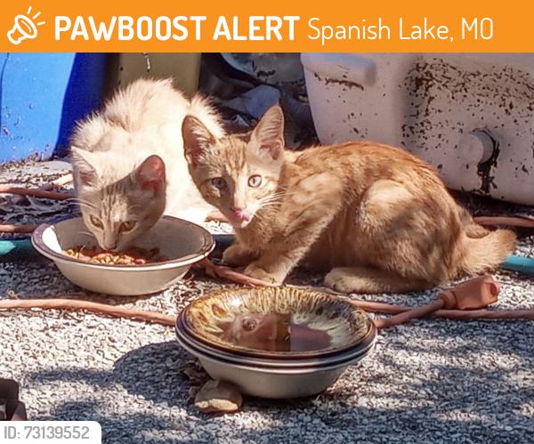 Found/Stray Female Cat last seen Twillman Ave, Spanish Lake, MO 63138