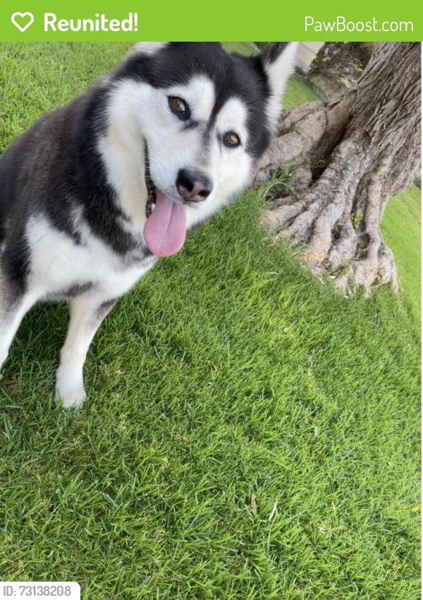 Reunited Female Dog last seen Green Valley neighborhood north of Slater, Fountain Valley, CA 92708