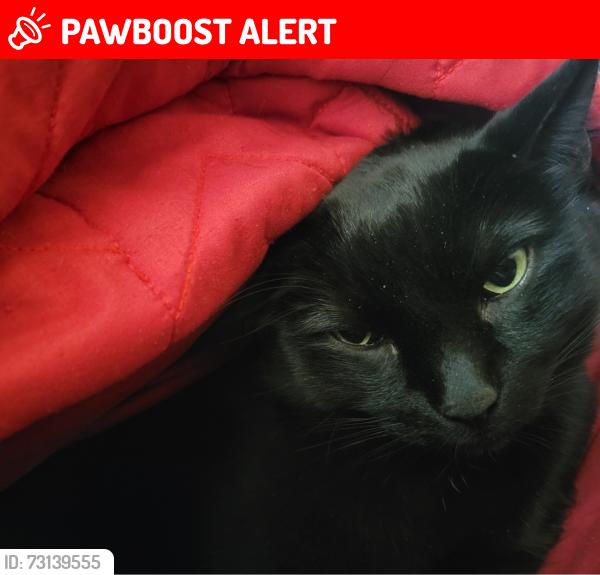 Lost Male Cat last seen Sunset ln and Roosevelt, Dalworthington Gardens, TX 76016