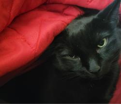Lost Male Cat last seen Sunset ln and Roosevelt, Dalworthington Gardens, TX 76016