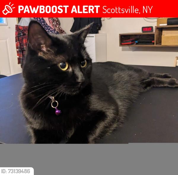 Lost Female Cat last seen Krenzer Rd and Morgan Rd, Scottsville, NY 14546