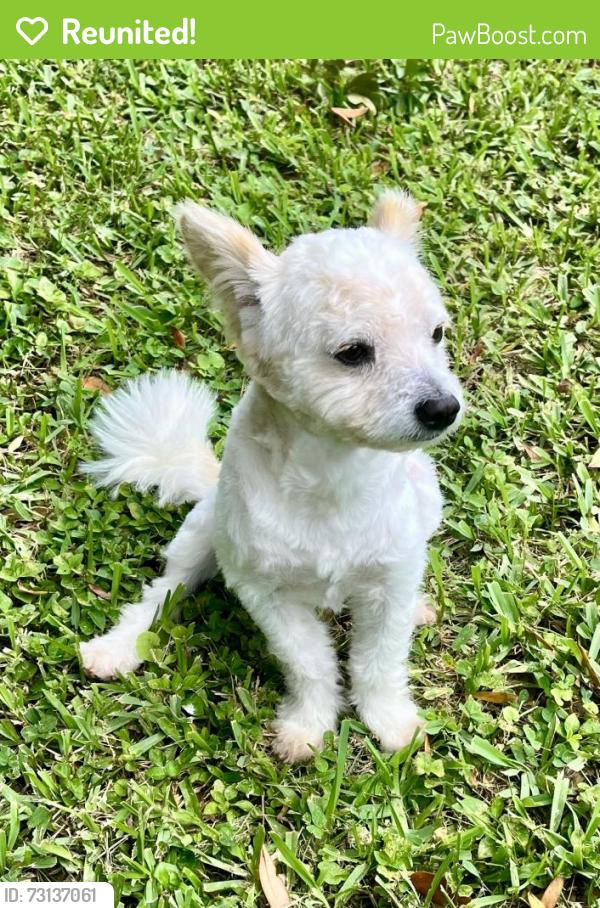 Reunited Male Dog last seen W Kalmia Dr, Lake Park, FL 33403, USA, Lake Park, FL 33403