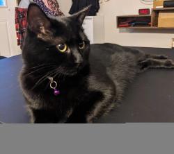 Lost Female Cat last seen Krenzer Rd and Morgan Rd, Scottsville, NY 14546