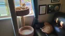 Reunited Male Cat last seen Malbec and Dolcetto, Placer County, CA 95747