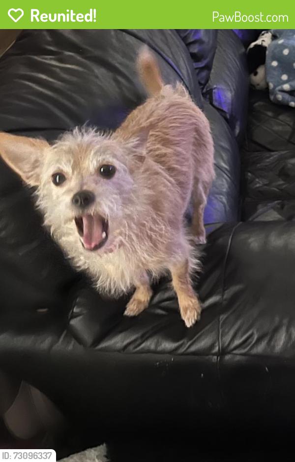 Reunited Female Dog last seen Near headed towards wilson, Lucama, NC 27851