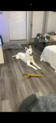 Lost Male Cat last seen Yellowstone and Ardmore, Houston, TX 77054