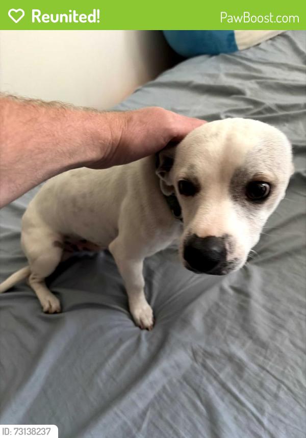 Reunited Male Dog last seen Mendez High School, Los Angeles, CA 90033