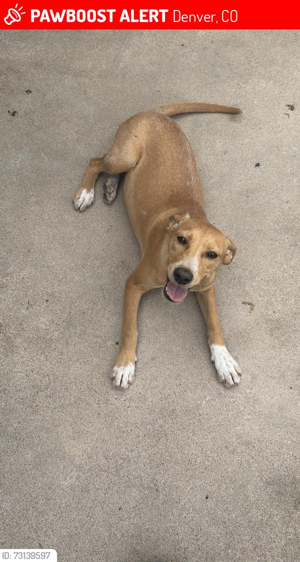 Lost Female Dog last seen Federal blvd and 12th ave, Denver, CO 80204